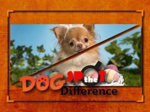Canine Observation Challenge