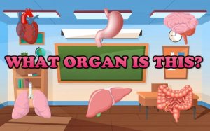 What Organ Is This? - Human Body Anatomy Quiz Game Online